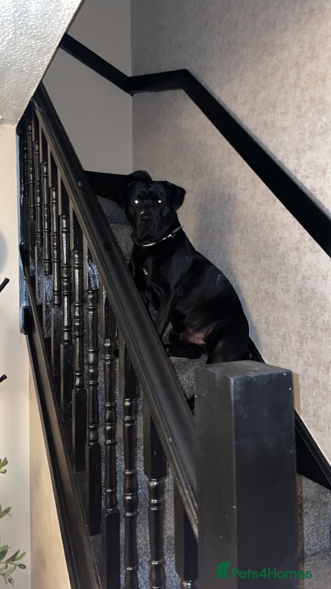 Mixed Breed dogs for sale: Vinnie - Advert 1