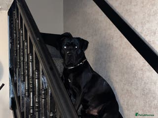 Mixed Breed dogs Vinnie - Advert 1