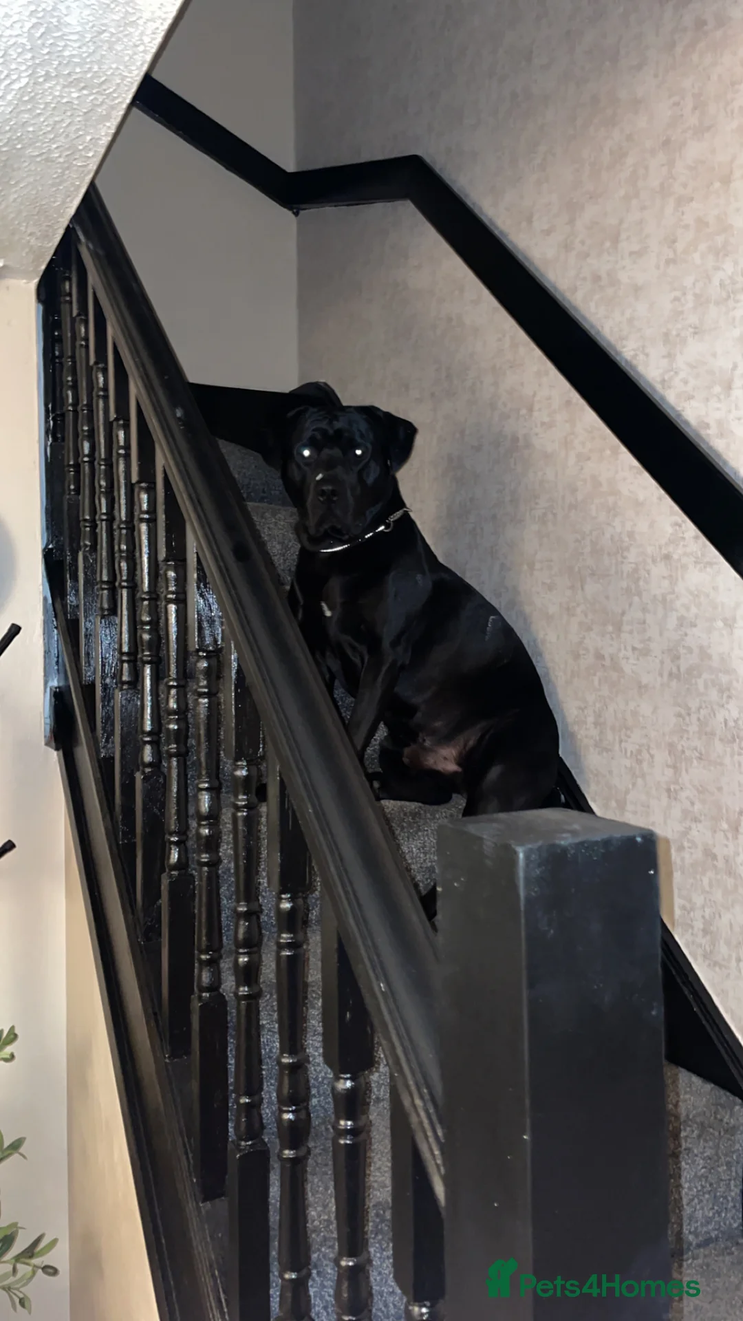 Mixed Breed dogs for sale: Vinnie - Advert 1