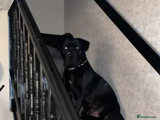 Mixed Breed dogs Vinnie - Advert 8