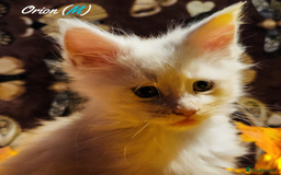 Maine Coon cats for sale: TICA Registered Kittens for Sale  - Image 13