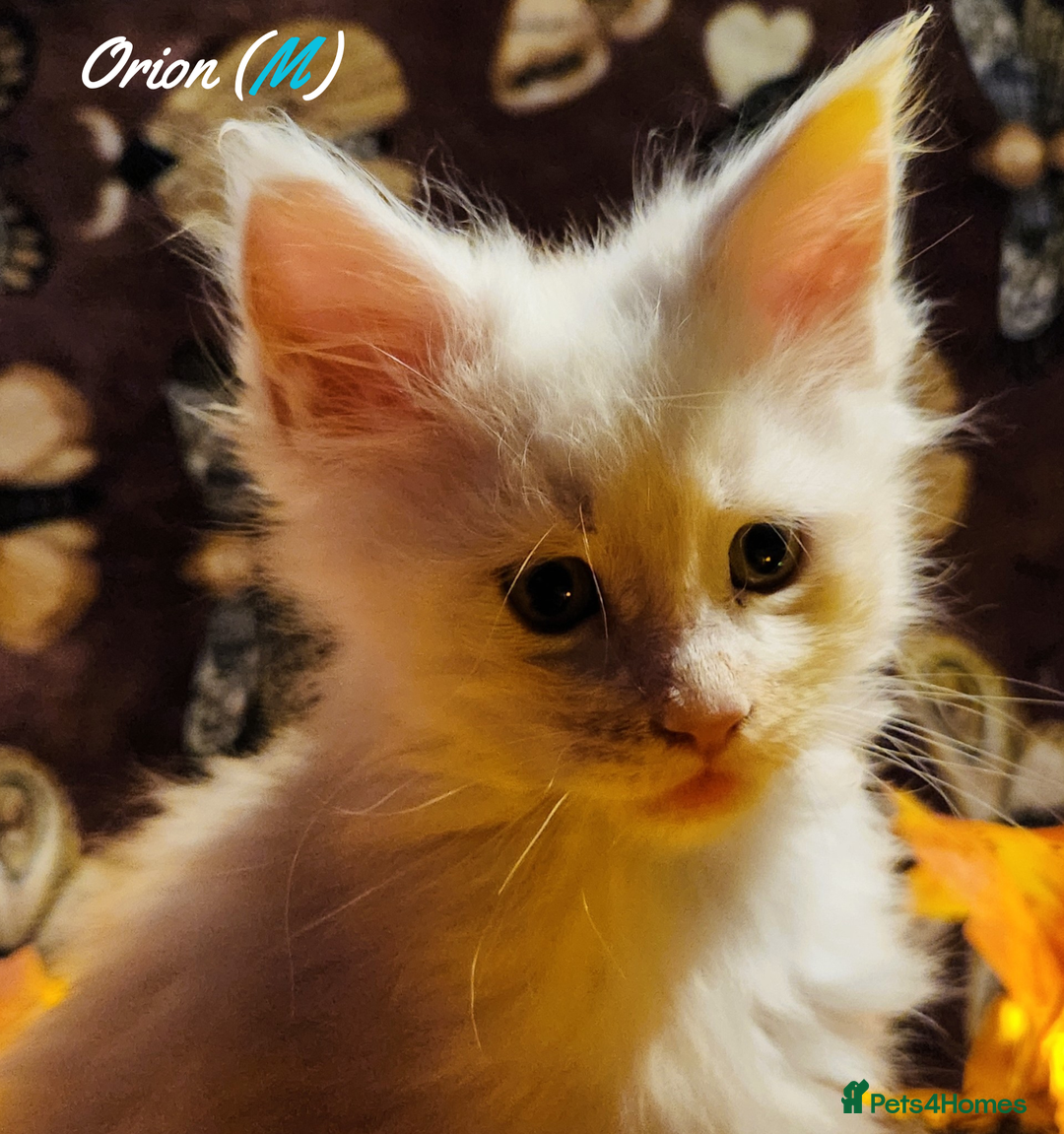 Maine Coon cats for sale: TICA Registered Kittens for Sale  - Image 13
