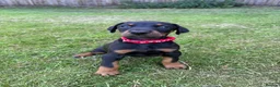 Dobermann dogs for sale: KC registered Dobermann puppies  - Advert 18