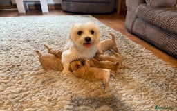 Maltipoo dogs for sale: Real life teddy bear f1 Maltipoos ❤️💥 - Image 19