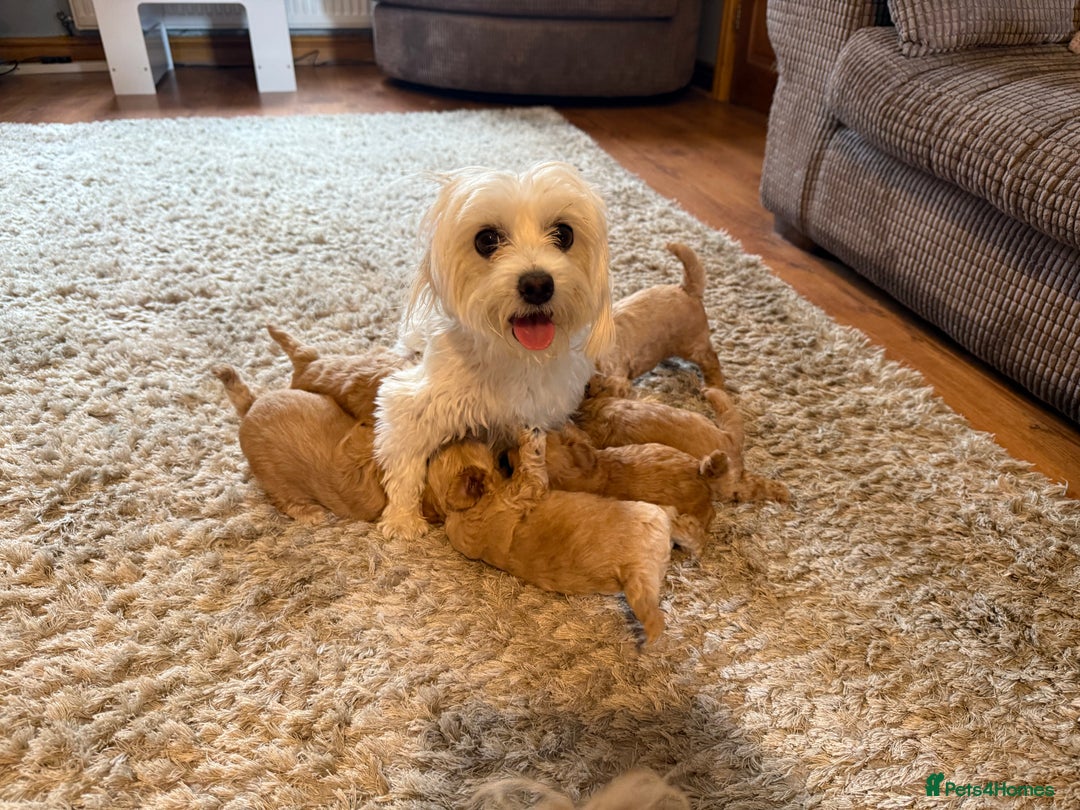Maltipoo dogs for sale: Real life teddy bear f1 Maltipoos ❤️💥 - Image 19
