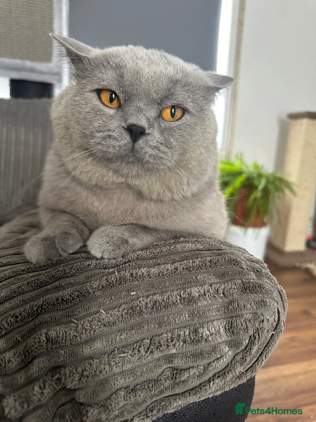 British Shorthair cats for sale: 3 year old boy looking for home - Advert 2