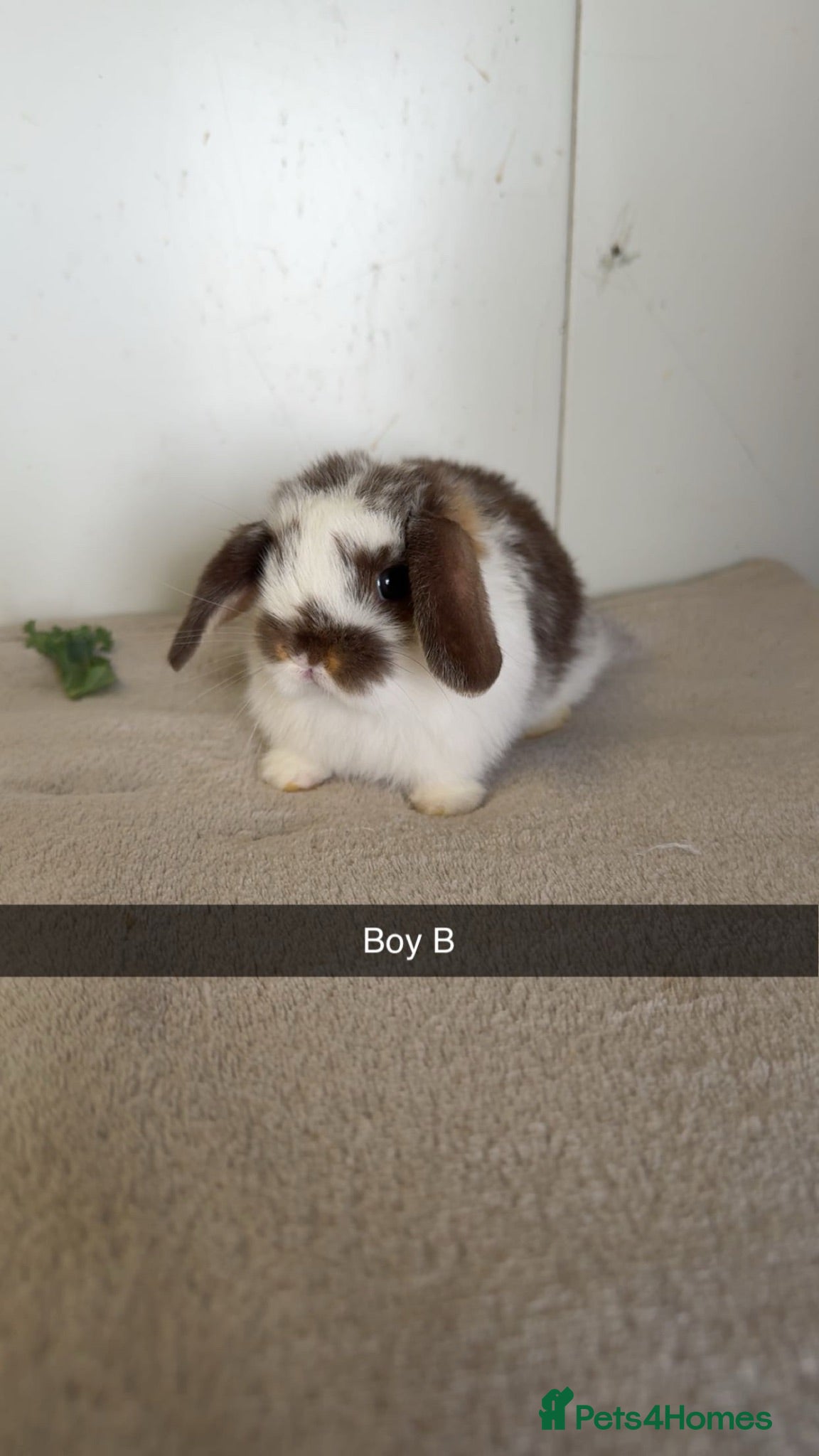 Mini Lop rabbits Pure mini lop rabbits  - Advert 1