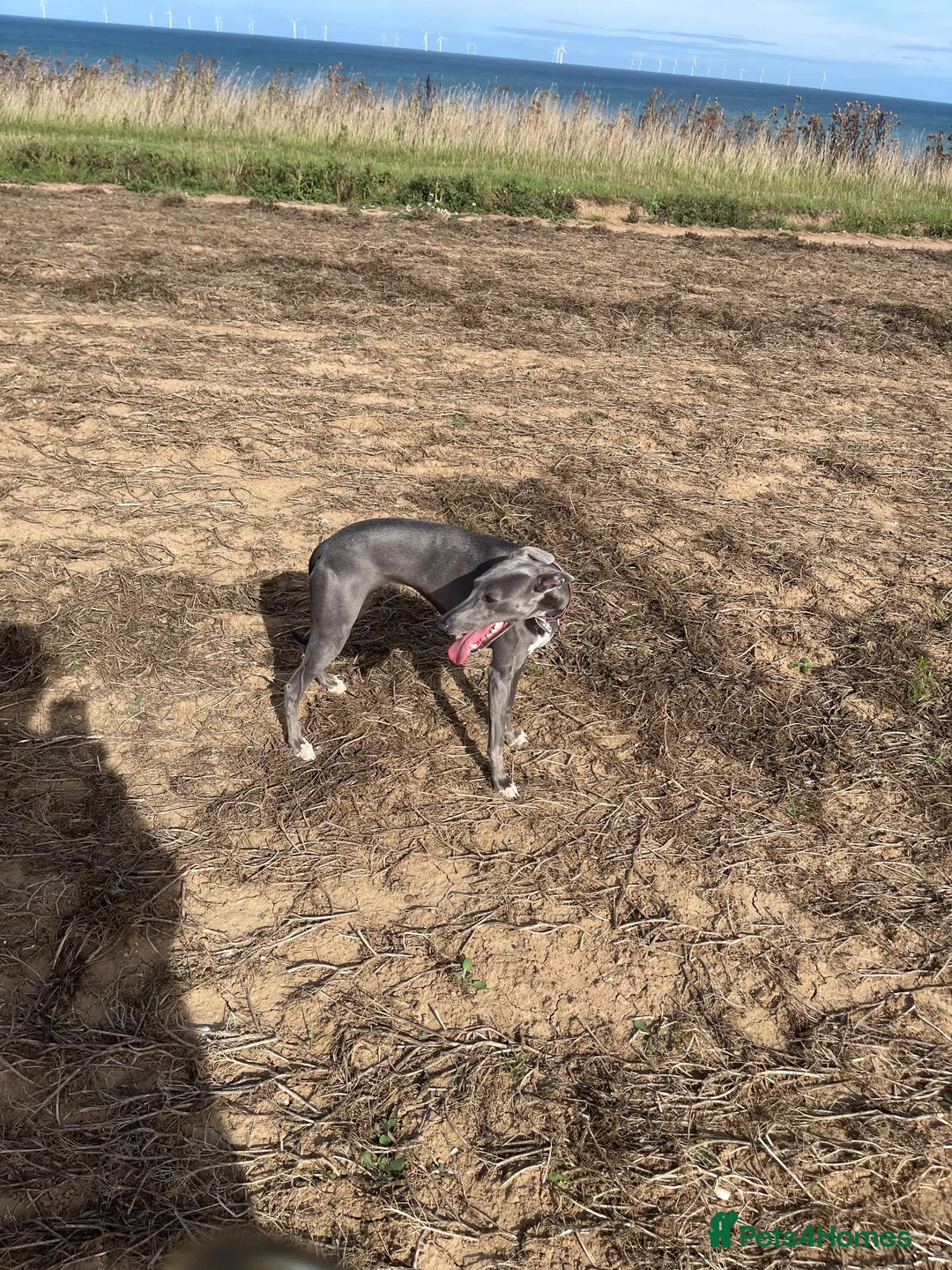 Whippet dogs for sale: Blue whippet  in Withernsea - Advert 1