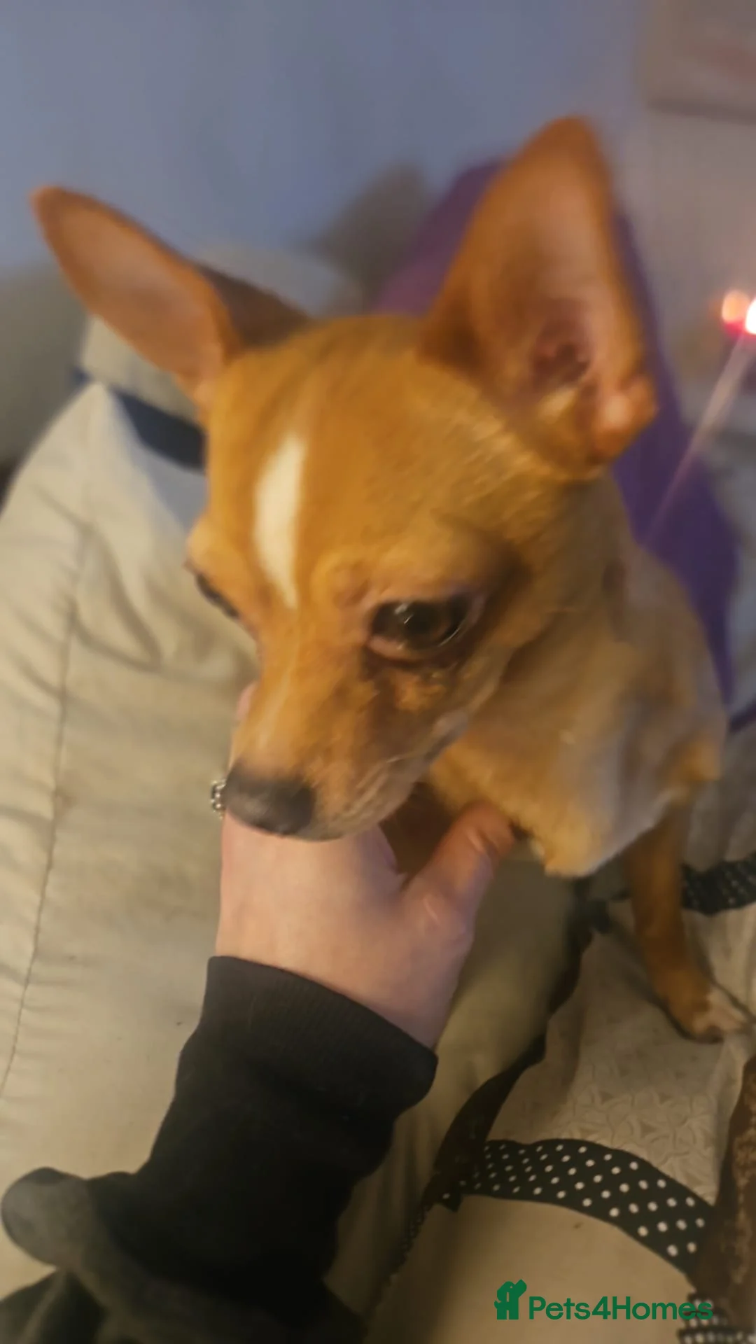 Chihuahua dogs for stud: George the chihuahua stud - Advert 1