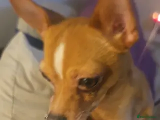 Chihuahua dogs George the chihuahua stud - Advert 15