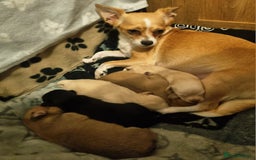 Mixed Breed dogs for sale: Jack russell x chihuahua  - Image 6