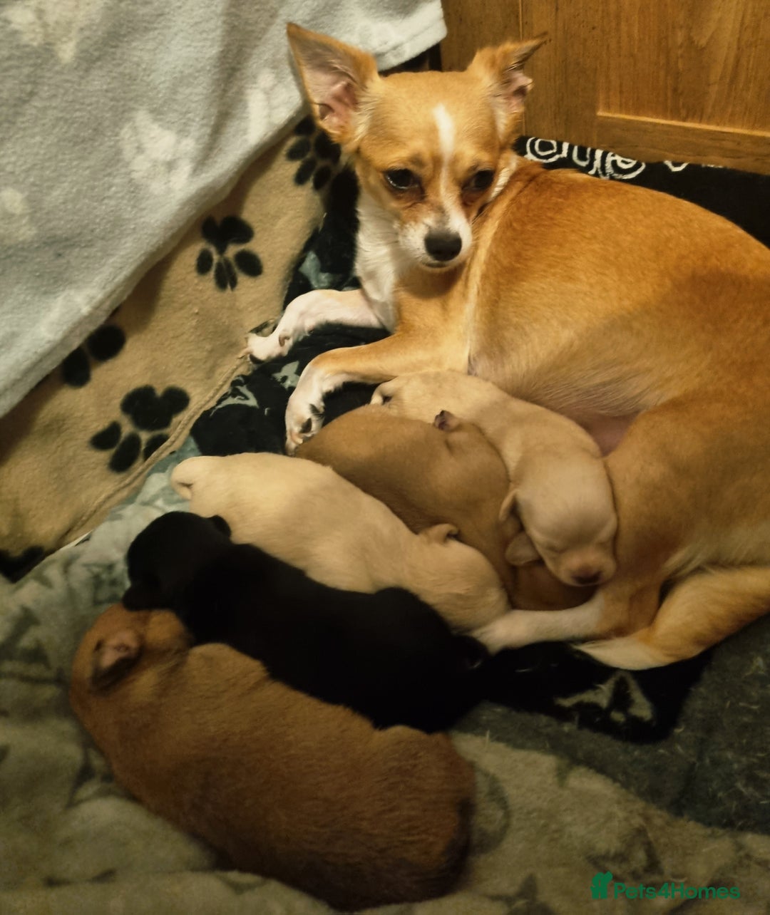 Mixed Breed dogs for sale: Jack russell x chihuahua  - Image 6