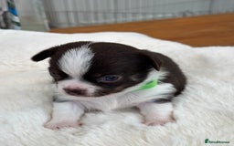 Chihuahua dogs for sale: Beautiful chihuahua pups! Long and short haired!! - Image 14