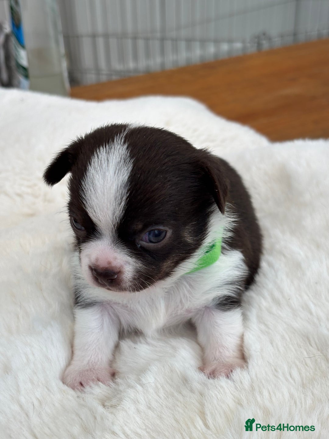 Chihuahua dogs for sale: Beautiful chihuahua pups! Long and short haired!! - Image 14