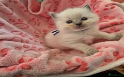 Ragdoll cats for sale: Beautiful Ragdoll Kittens, GCCF & Tica Registered - Image 8