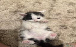 British Longhair cats for sale: 1 female cat and 1 kitten for sale  - Image 6