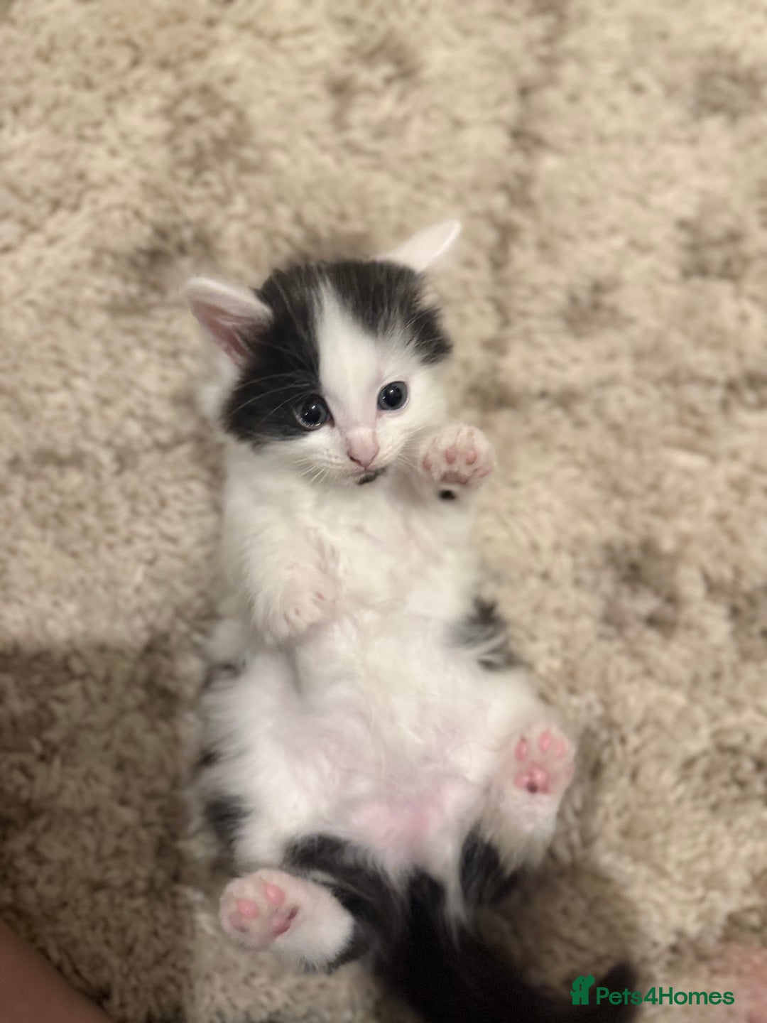 British Longhair cats for sale: 1 female cat and 1 kitten for sale  - Image 6