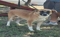 Mixed Breed dogs for adoption: 💛🐾 Cody – a heart as big as his smile 🐾💛 - Image 4