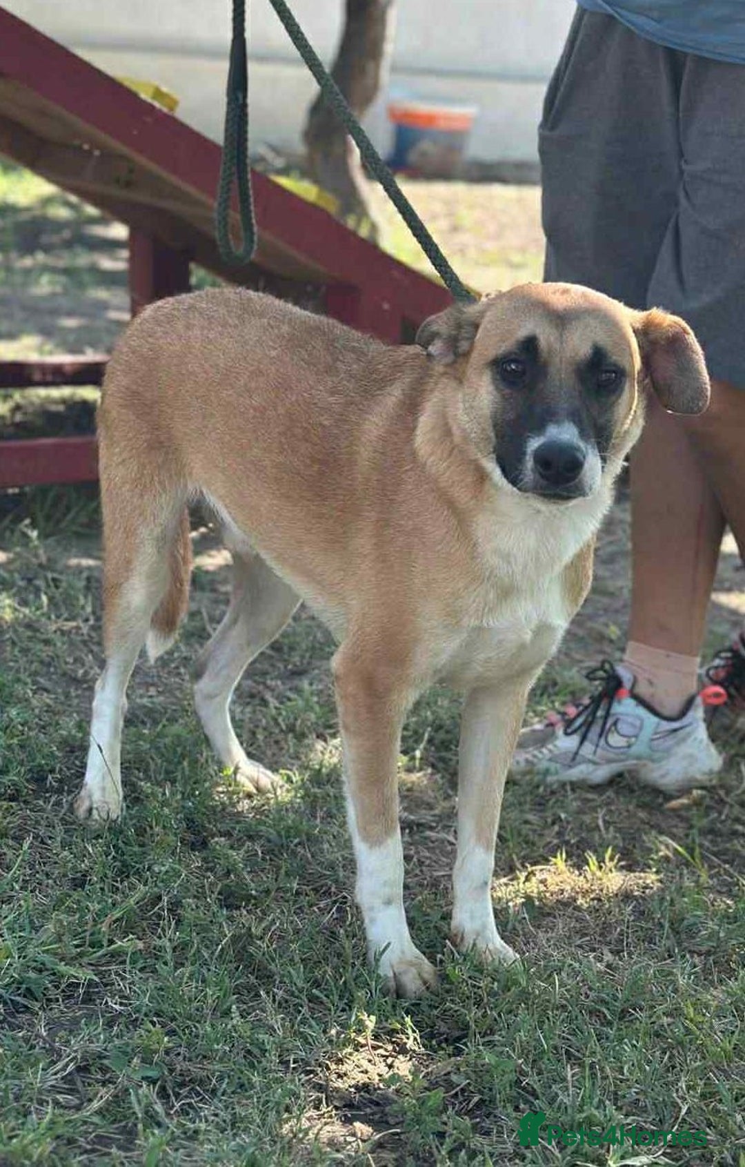 Mixed Breed dogs for adoption: 💛🐾 Cody – a heart as big as his smile 🐾💛 - Image 4
