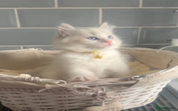 Ragdoll cats for sale: Beautiful Ragdoll kittens - Image 2