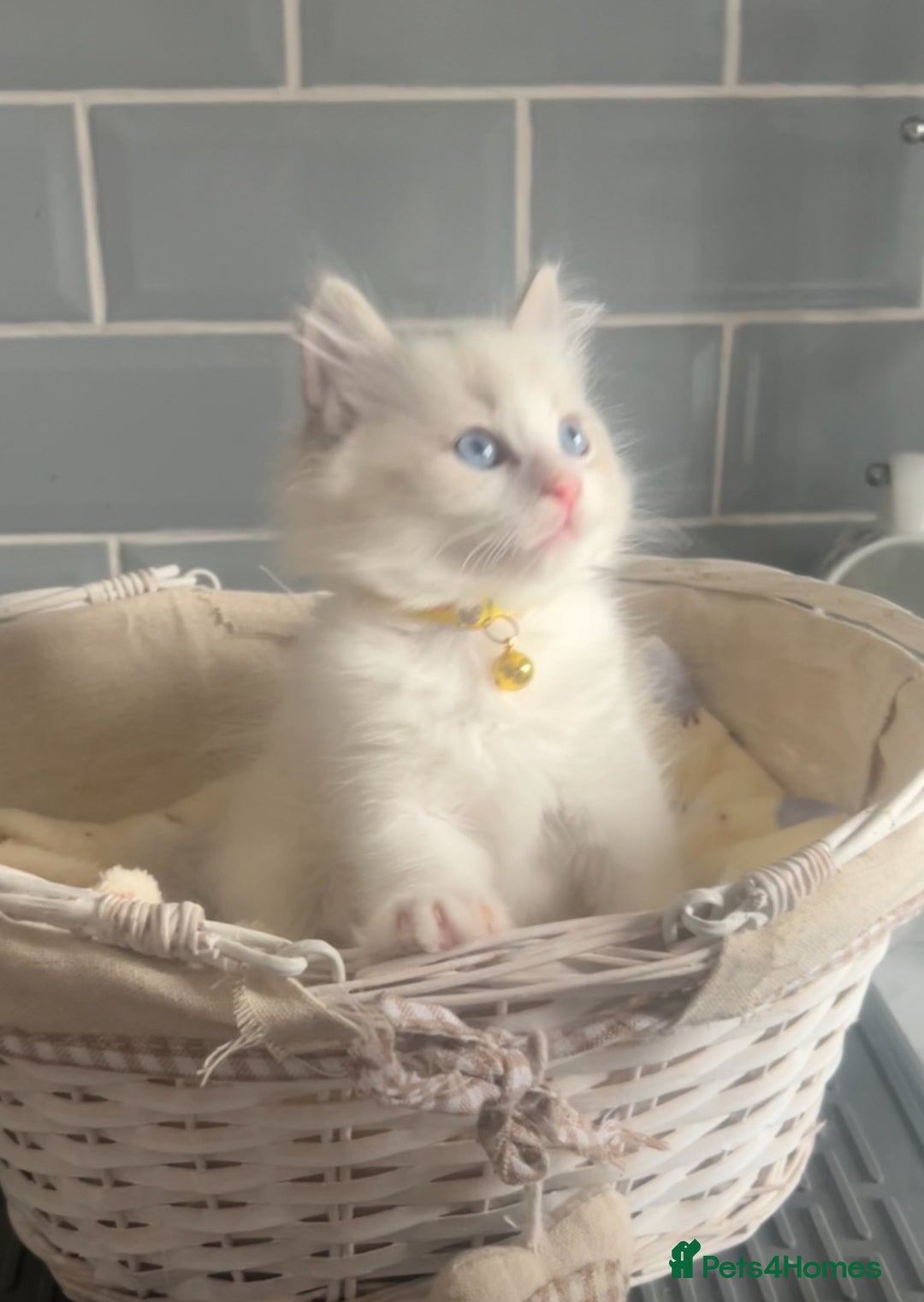 Ragdoll cats for sale: Beautiful Ragdoll kittens - Image 2