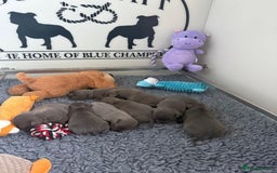 Staffordshire Bull Terrier dogs for stud: A NEW SUPERIOR SOLID BLUE MALE  - Image 21