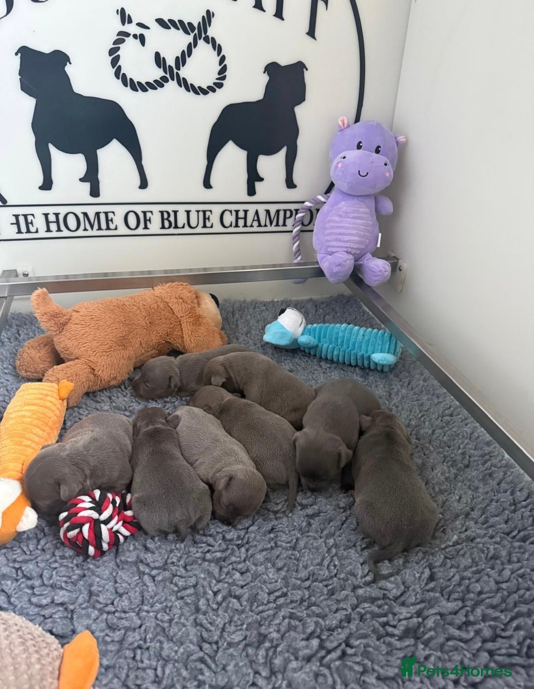 Staffordshire Bull Terrier dogs for stud: A NEW SUPERIOR SOLID BLUE MALE  - Image 21