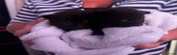 Mixed Breed cats for sale: little Brown/black long haired kitten - Advert 3