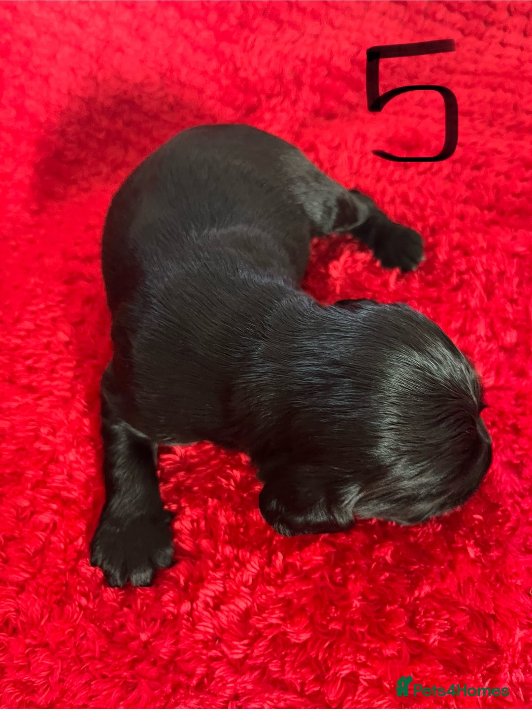 Cocker Spaniel dogs for sale: 7 Beautiful Cocker Spaniel Boys - Image 15