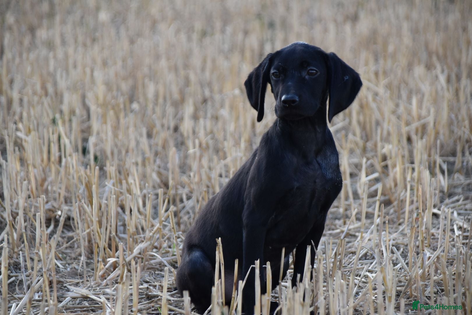 Mixed Breed dogs German short haired pointers x lurcher  - Advert 1