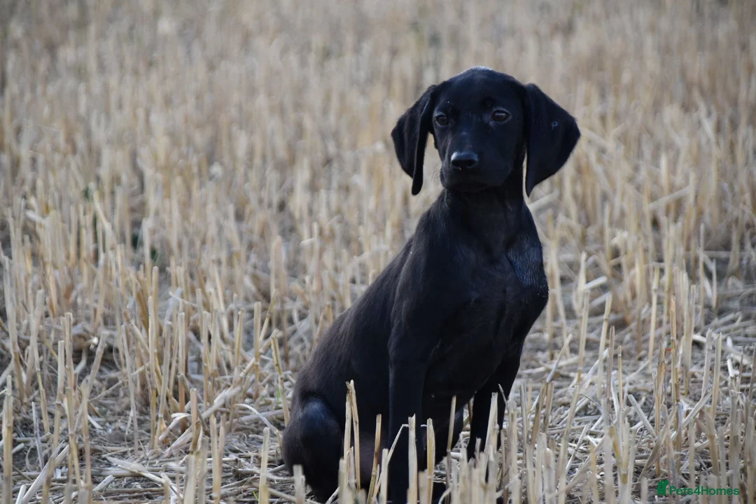 Mixed Breed dogs for sale: German short haired pointers x lurcher  - Advert 1