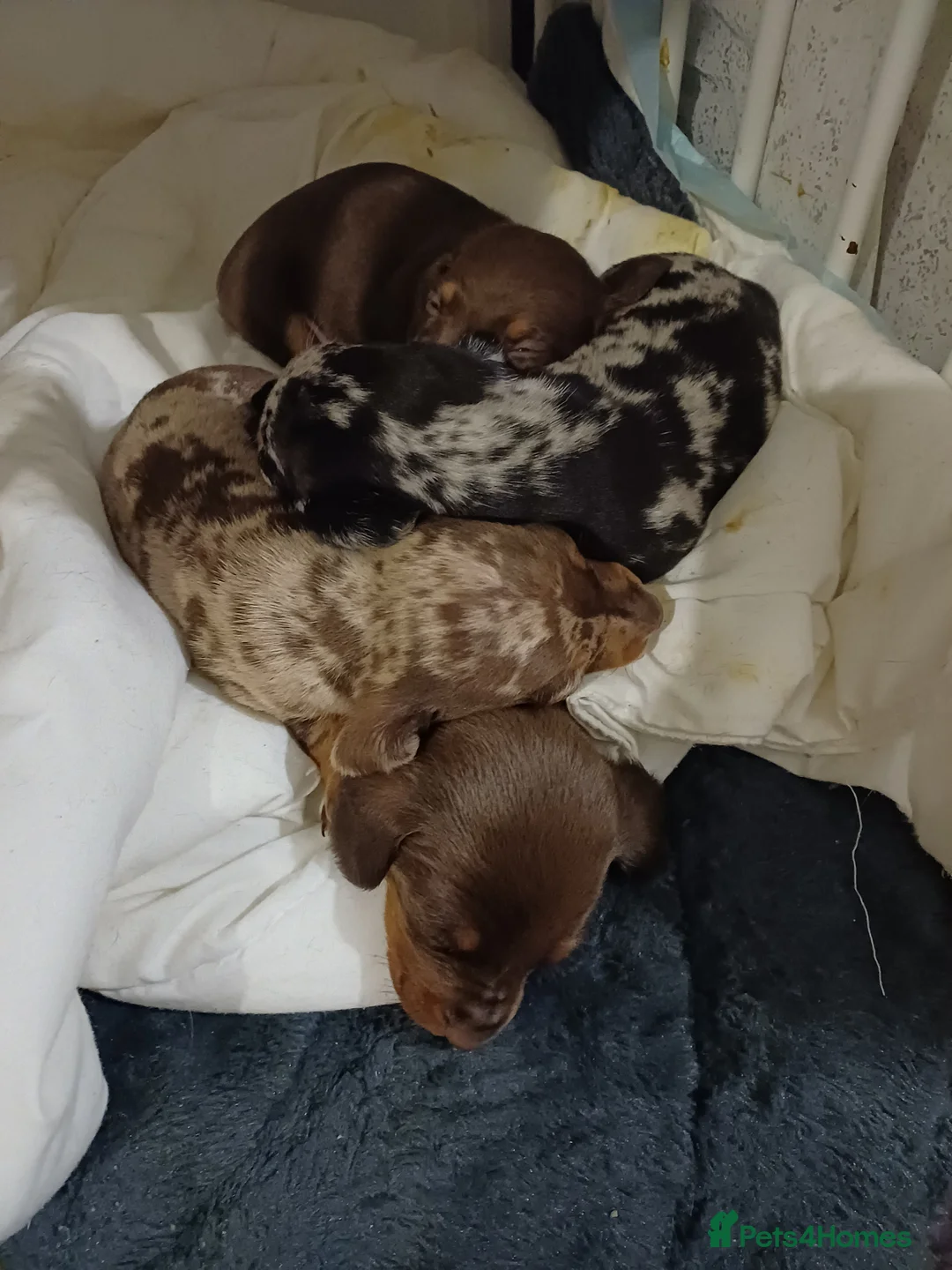 Dachshund dogs for sale: For sale miniature dachshund puppies  - Advert 13