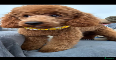 Cockapoo dogs - Advert 6