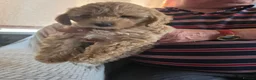 Cockapoo dogs for sale: Cockapoo f1b READY NOW - Advert 6