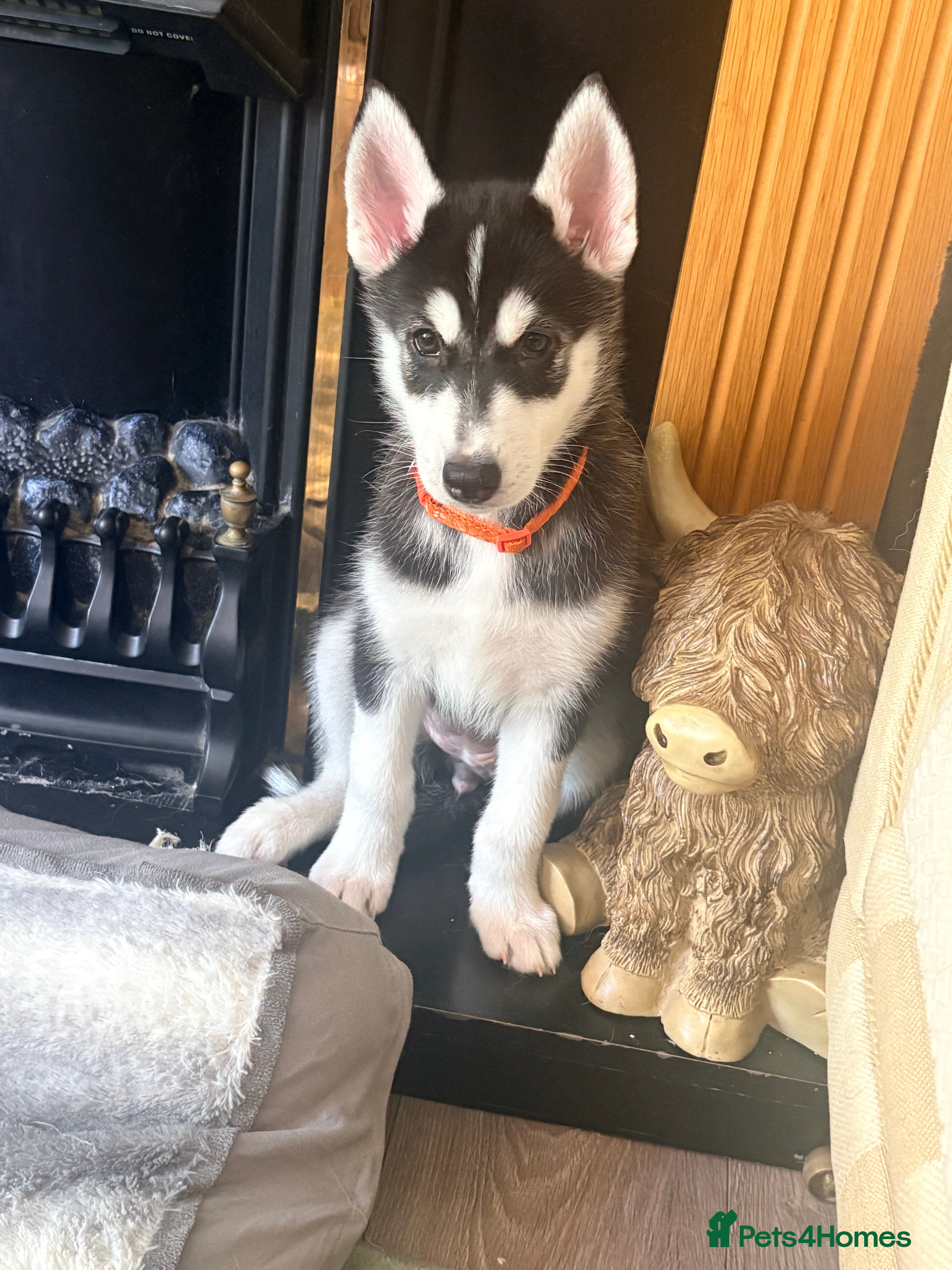 Siberian Husky dogs Adorable Siberian huskies (Artic Dreams) - Advert 14