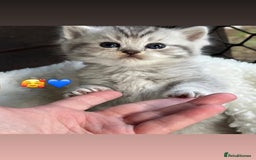 British Shorthair cats for sale: Beautiful white/silver British shorthair kittens - Advert 7