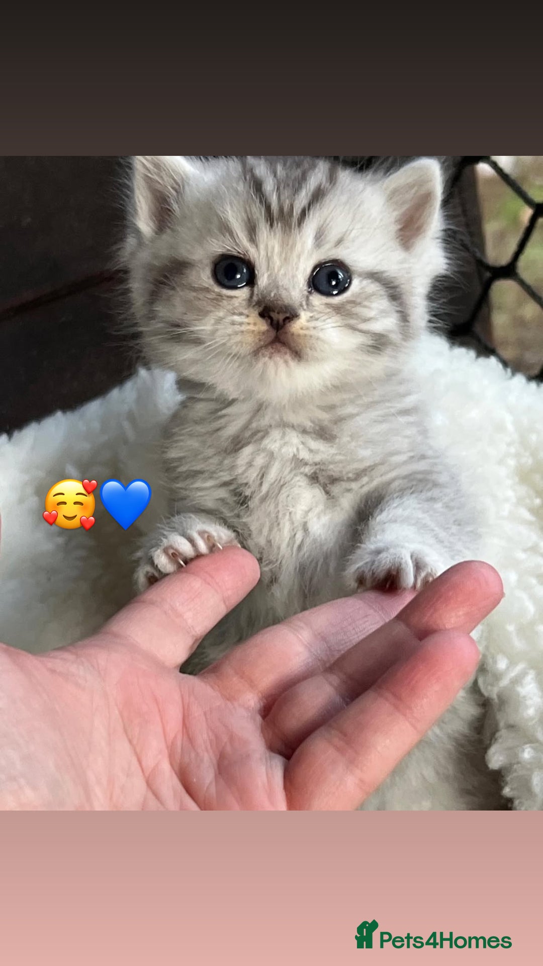 British Shorthair cats for sale: Beautiful white/silver British shorthair kittens - Advert 7