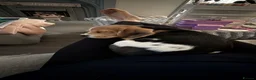 Beagle dogs for sale: Beautiful beagle girl  - Advert 10