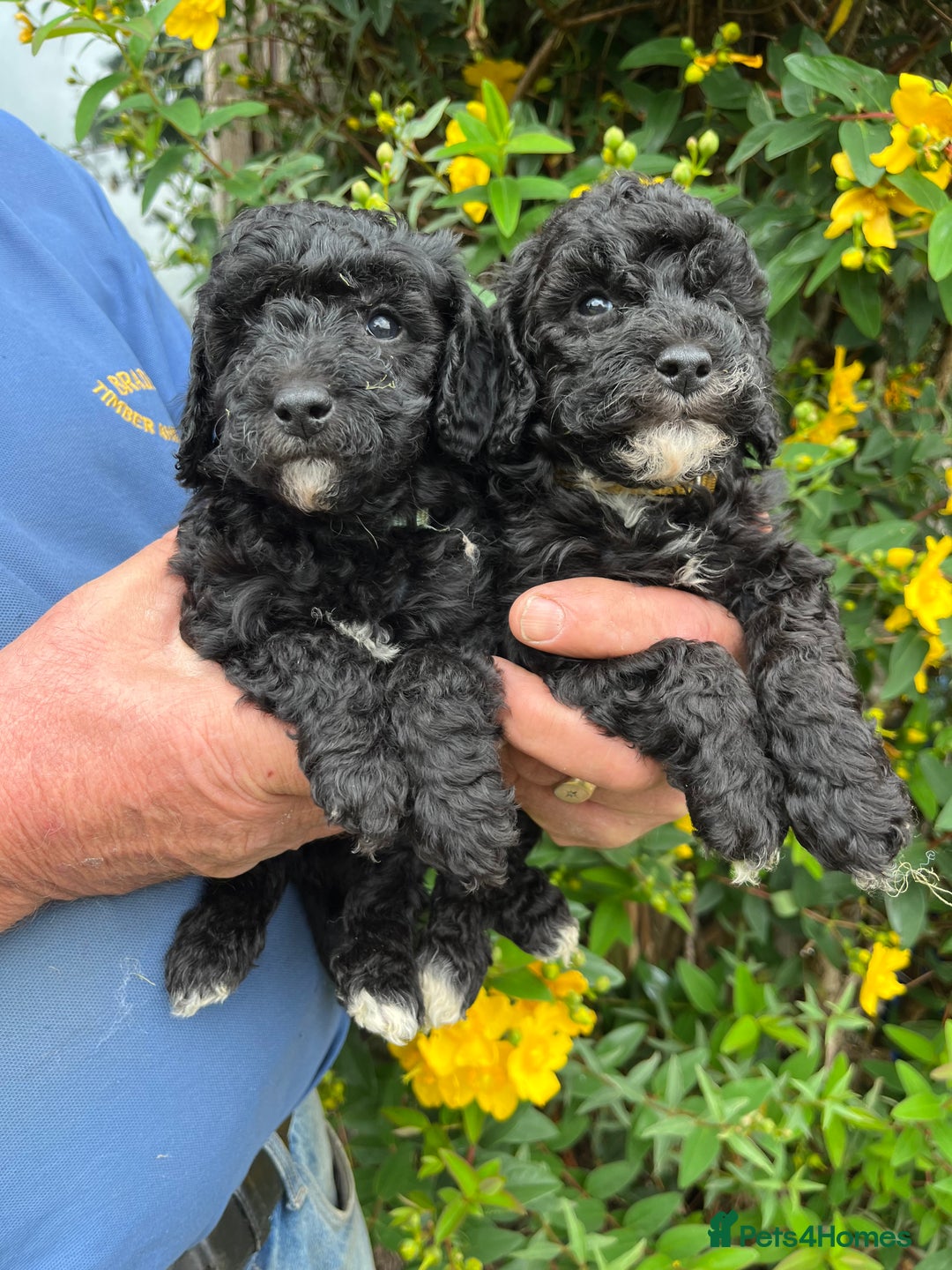 Miniature Poodle dogs for sale: KC Activity registered miniature poodles - Image 11