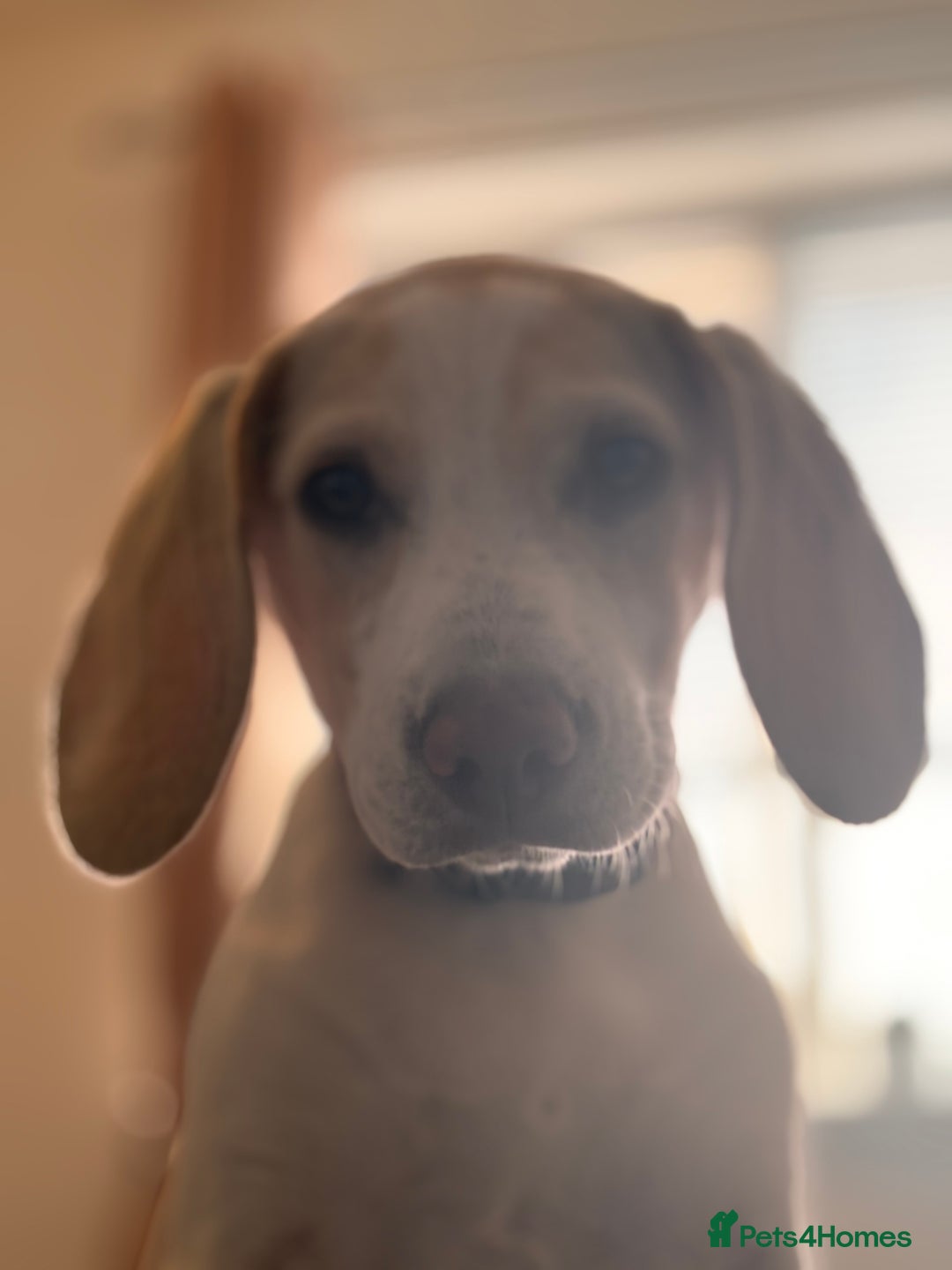 Beagle dogs for sale: Mollie - Advert 1