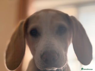 Beagle dogs Mollie - Advert 3