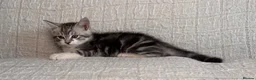 Maine Coon cats for sale: STUNNING MAINE COON KITTENS - Advert 8