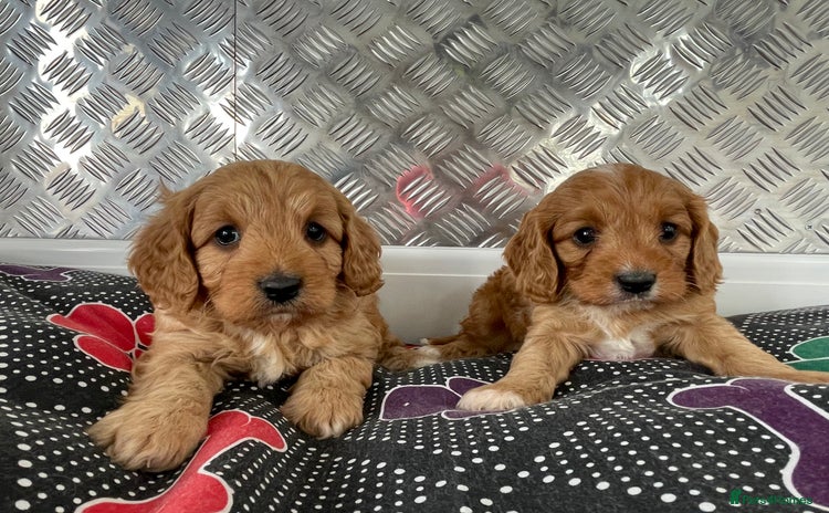 Cavapoo dogs - Advert 1