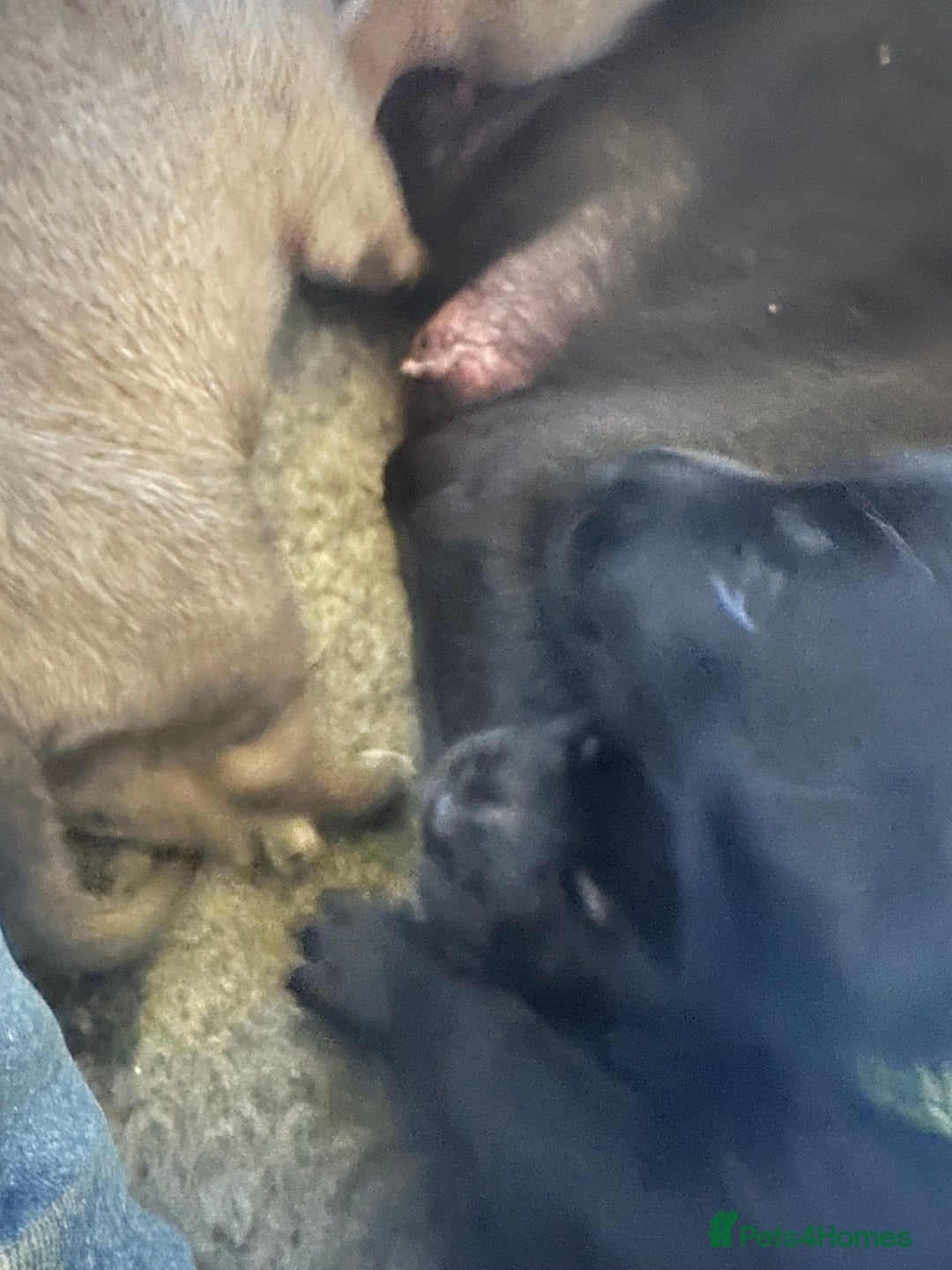 Mixed Breed dogs for sale: Belgian Malinois X Lurcher - Advert 4