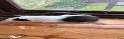 Guinea Pig rodents for sale: Male and Female Guinea pigs   For Sale - Advert 3