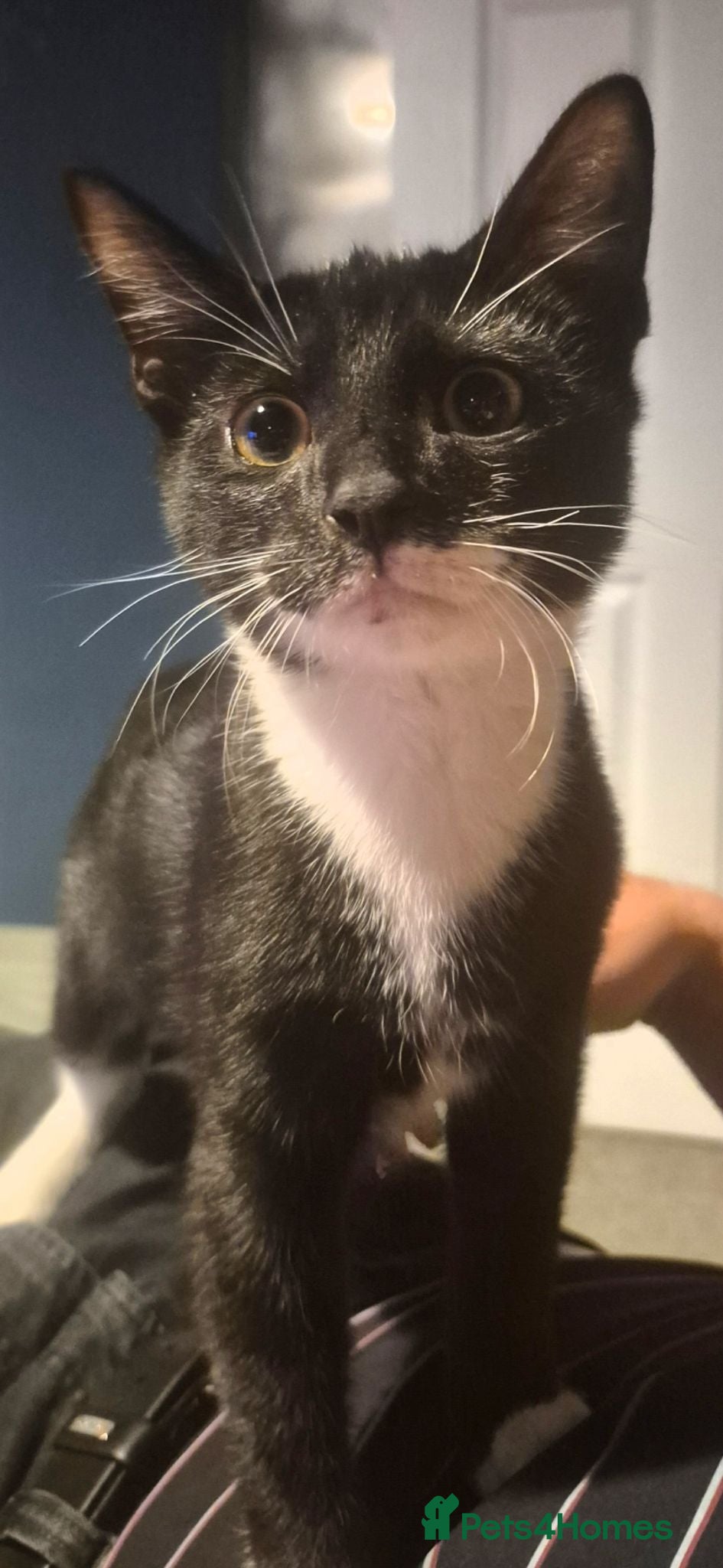 Mixed Breed cats Male Kitten 16 Weeks Old - Advert 2