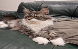 Maine Coon cats for sale: GCCF Maine Coon retired queen  - Image 2