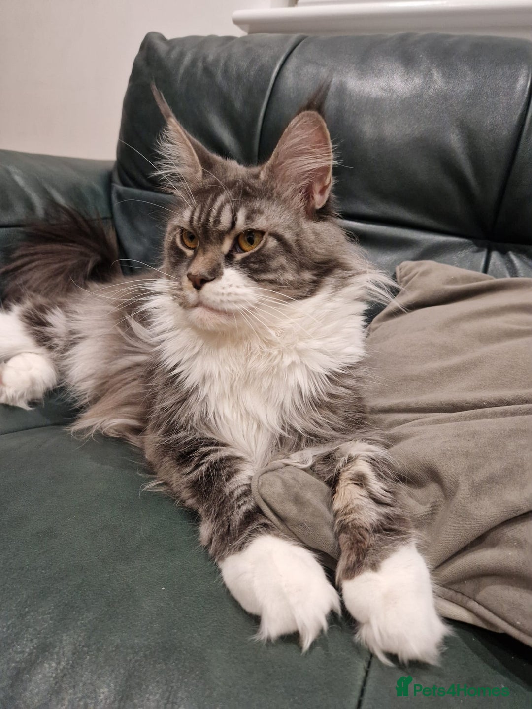 Maine Coon cats for sale: GCCF Maine Coon retired queen  - Image 2