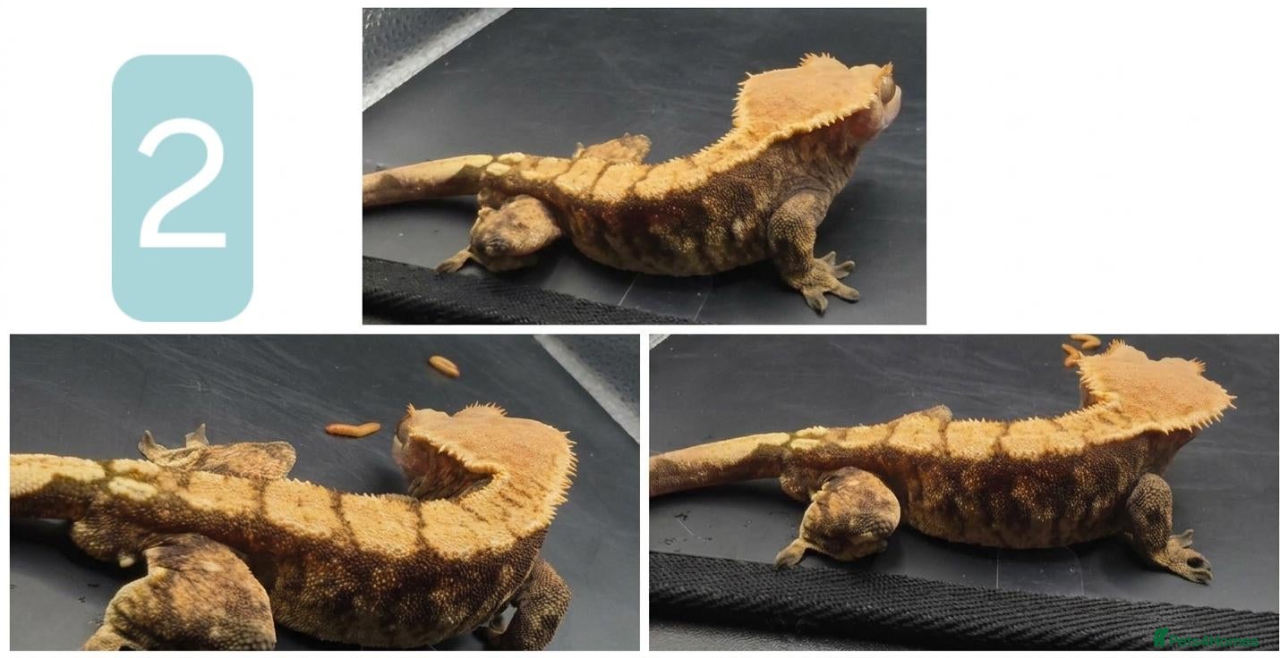 Gecko reptiles various crested geckos - Advert 3