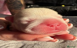 French Bulldog dogs for sale: French bulldog pups  - Image 5
